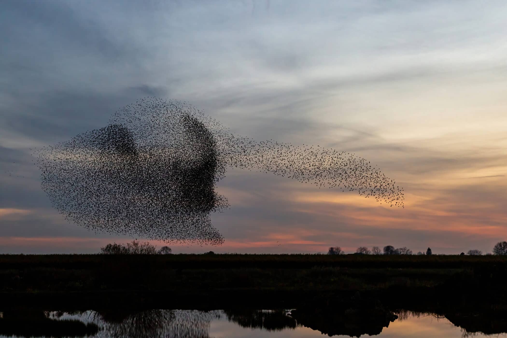 Starling birds